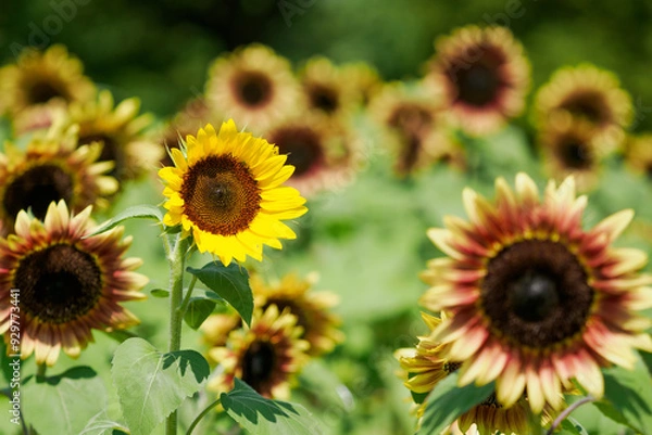 Obraz ひまわり畑