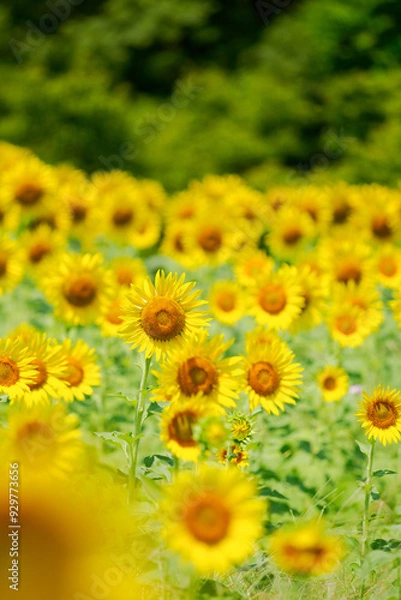 Obraz ひまわり畑