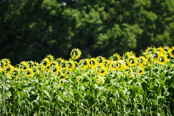 Obraz ひまわり畑