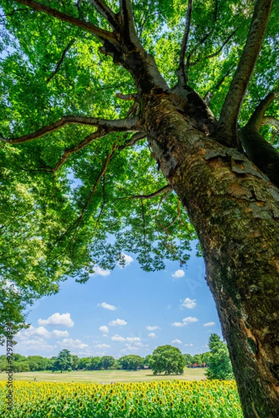 Obraz 巨樹とひまわりと青空