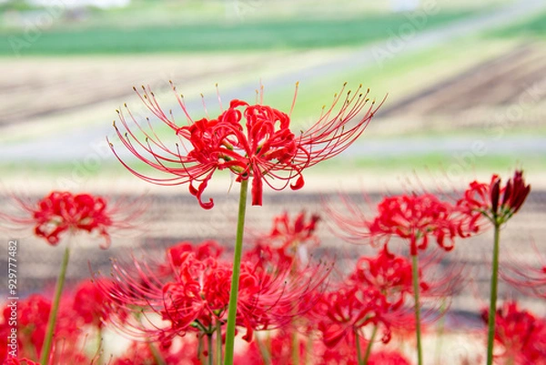 Fototapeta 曼珠沙華