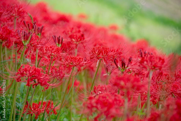 Obraz 彼岸花の群衆