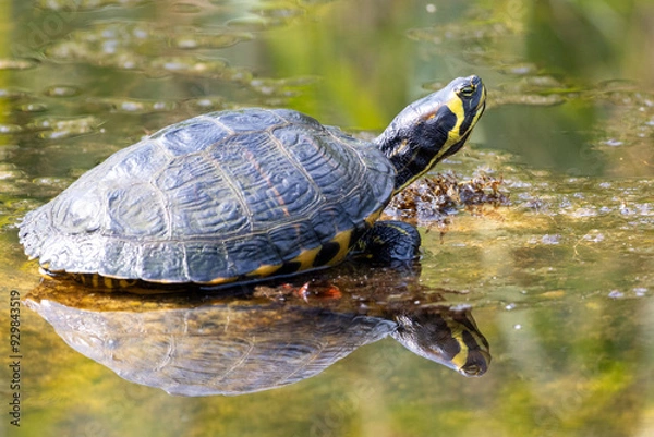 Obraz Schmuckschildkröte