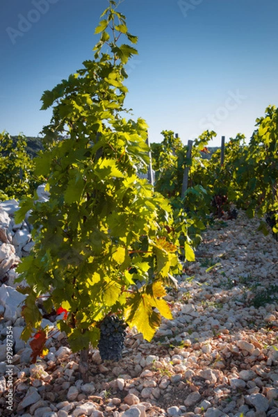 Fototapeta Primosten Babic Vineyard