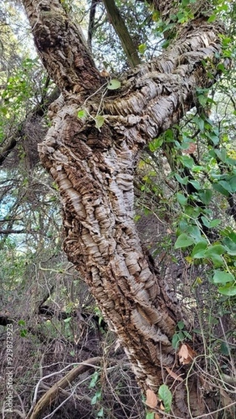 Obraz Albero di sughero