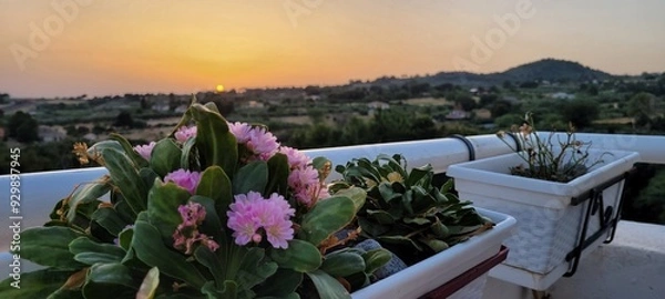 Obraz Fiori e tramonto