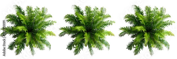 Fototapeta Top-Down View of Palm Ferns