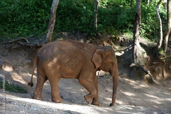 Obraz Thai Elephant