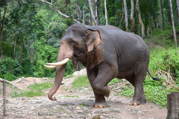Obraz Thai Elephant