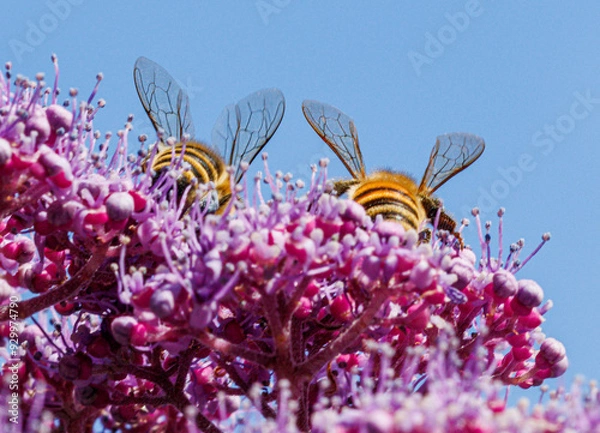 Obraz two bees show their bum while they work