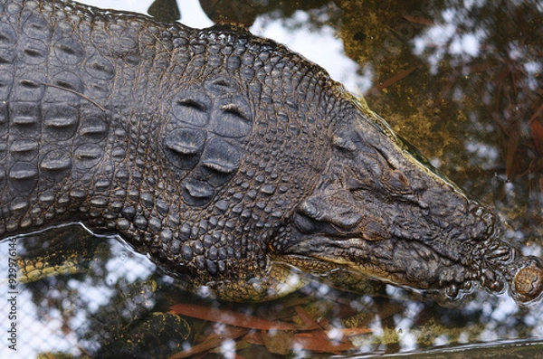 Obraz The surface of the body of a large black crocodile lying in water.