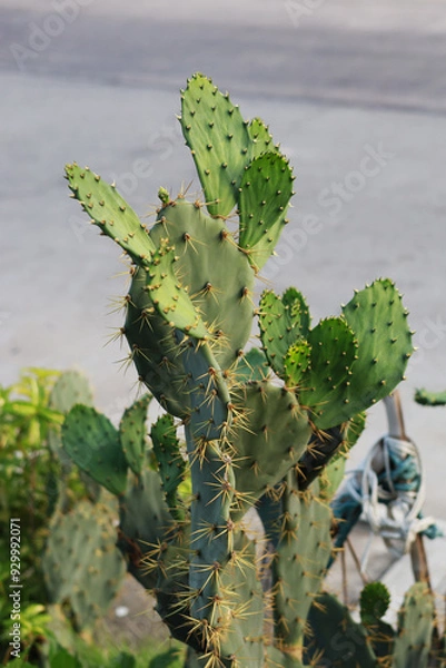 Obraz Opantia is a plant in the cactus family. Which has an unusual appearance that looks similar to a leaf. Plants that grow well in South America