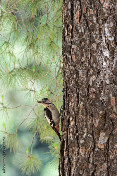 Obraz woodpecker on tree