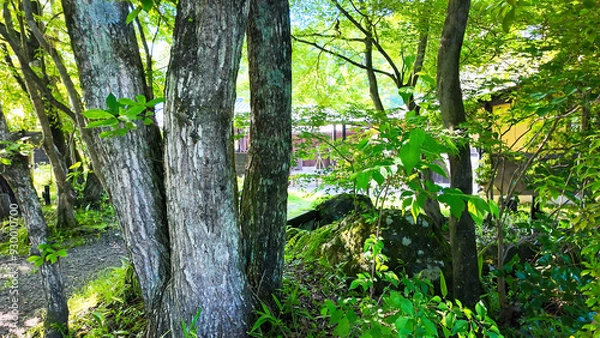 Fototapeta 新緑の庭の風景
