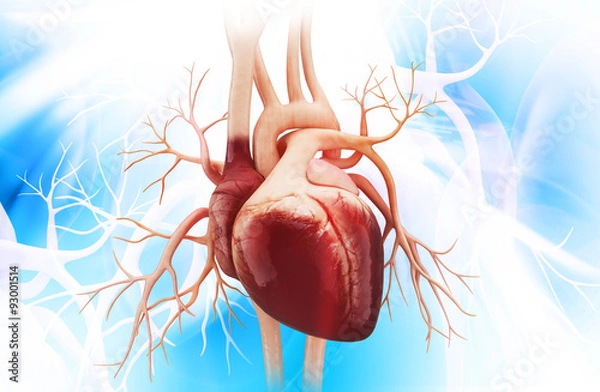 Fototapeta Anatomy of Human Heart