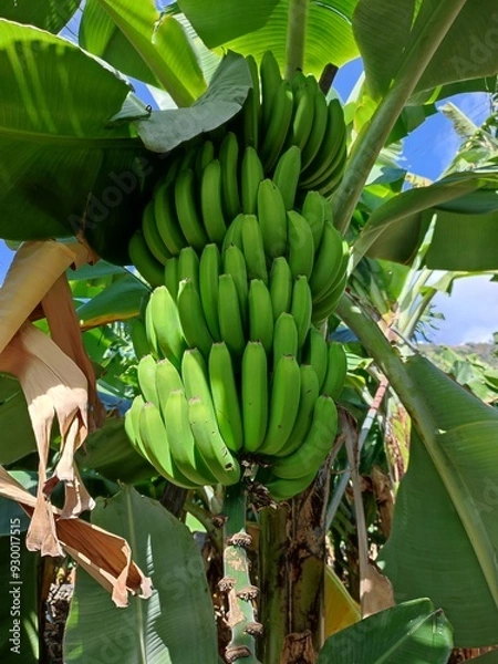 Obraz bananas on the tree