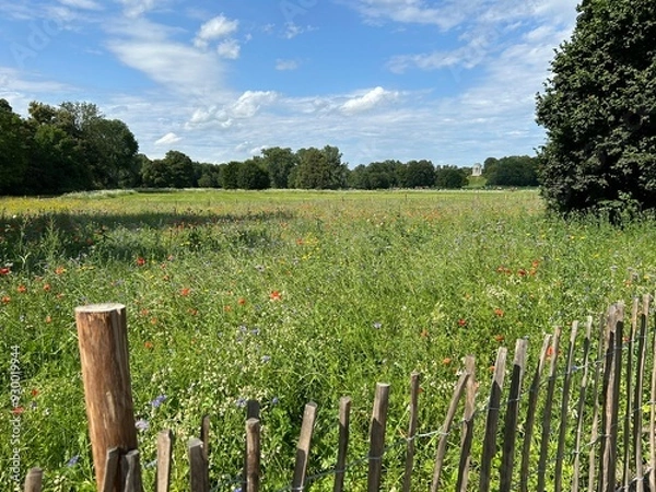 Fototapeta Wildflower meadow surrounded by a wooden fence with view to the temple Monopteros, English Garden, Munich-ecology concept, biodiversity, nature and species protection, enrichment of the landscape
