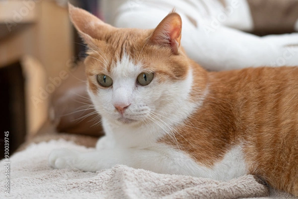 Obraz 部屋の中でくつろぐ猫　茶トラ白