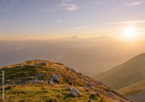 Fototapeta Sheeps enjoying beautiful sunset in the mountains in Slovenia.