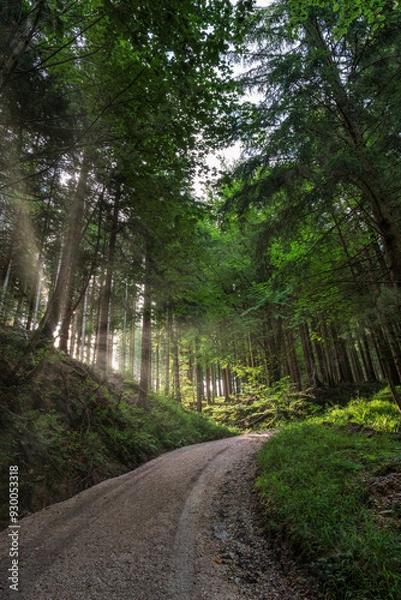 Fototapeta A hiking path through the Chiemgau forest on the way to the peak of the Kampenwand mountain