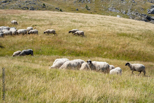 Fototapeta A herd of sheep on a mountain on dry grass in autumn