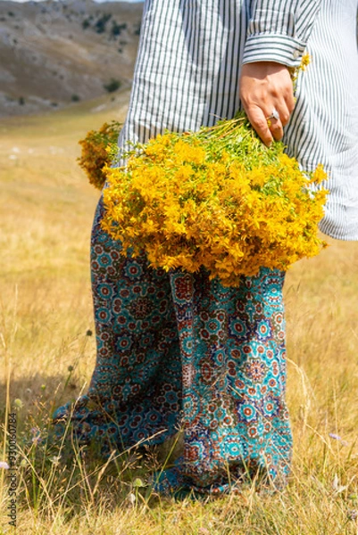Fototapeta A woman, without a visible face, with a bundle of picked St. John's wort in her hand, is walking in a field on a mountain