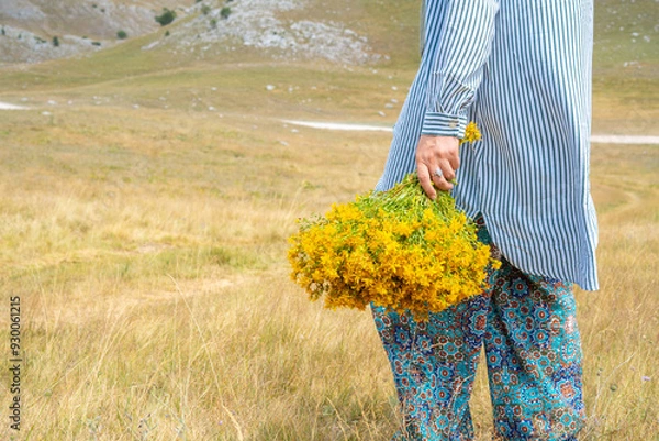 Fototapeta A woman, without a visible face, with a bundle of picked St. John's wort in her hand, is walking in a field on a mountain