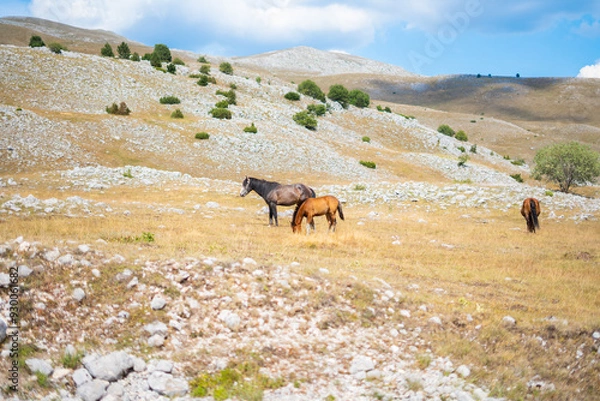 Fototapeta A small herd of horses graze in a meadow on a mountain