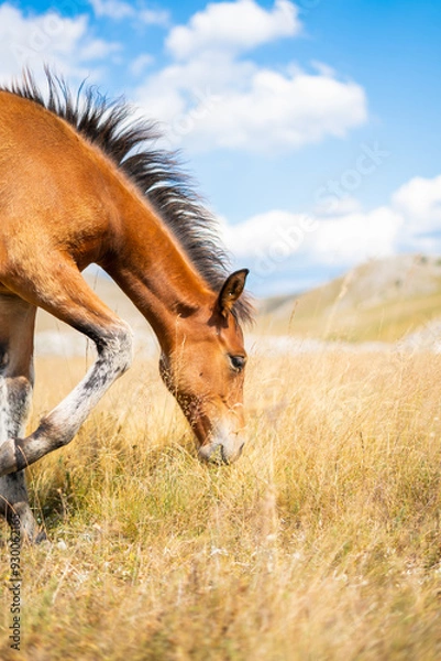 Fototapeta The foal grazes the grass in the meadow on the mountain