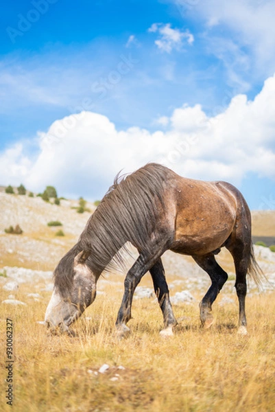 Fototapeta A brown horse grazes grass in a meadow on a mountain