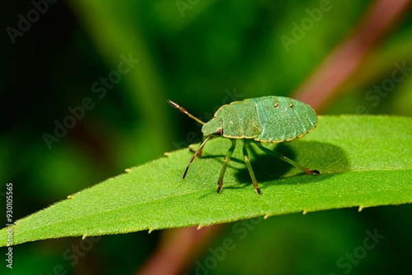 Fototapeta Grüne Stinkwanze // Green shield bug (Palomena prasina)