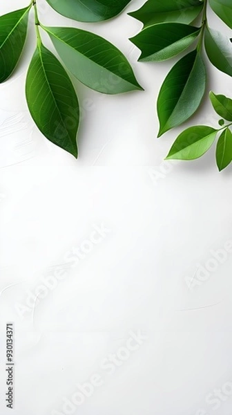 Fototapeta Branches adorned with vibrant leaves against a white background, exuding youthful vitality. 32k UHD, Flickr, hanging scroll.
