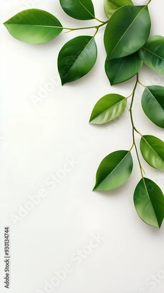 Fototapeta Branches adorned with vibrant leaves against a white background, exuding youthful vitality. 32k UHD, Flickr, hanging scroll.