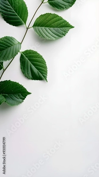 Fototapeta Branches adorned with vibrant leaves against a white background, exuding youthful vitality. 32k UHD, Flickr, hanging scroll.