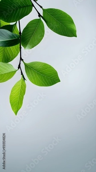 Fototapeta Branches adorned with vibrant leaves against a white background, exuding youthful vitality. 32k UHD, Flickr, hanging scroll.