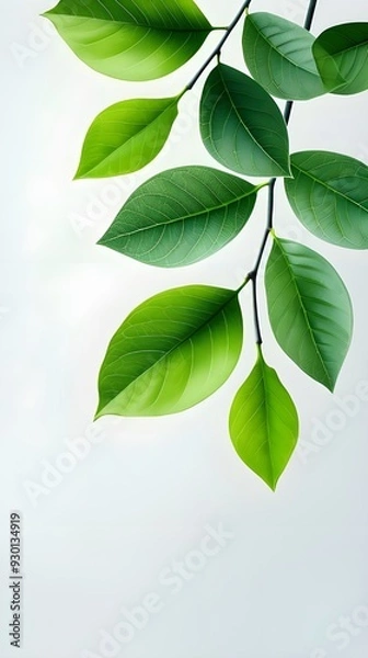 Fototapeta Branches adorned with vibrant leaves against a white background, exuding youthful vitality. 32k UHD, Flickr, hanging scroll.