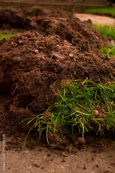 Obraz grass and soil