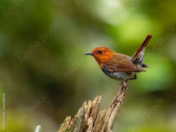 Fototapeta 森の中で枯れ木に留まって周りを見渡しているコマドリの雌