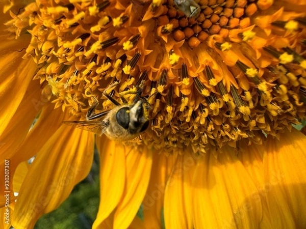 Obraz Sunflower on a sunny day with bee searching for nectar
