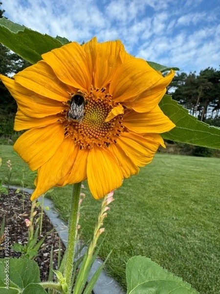 Obraz Sunflower in Summer