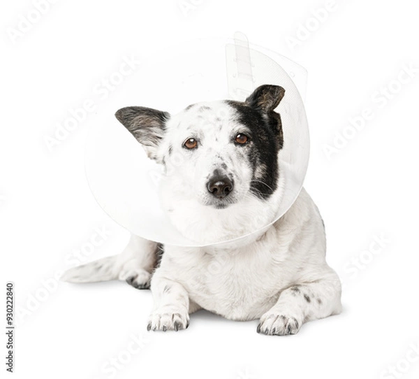 Obraz Dog in a veterinary plastic cone