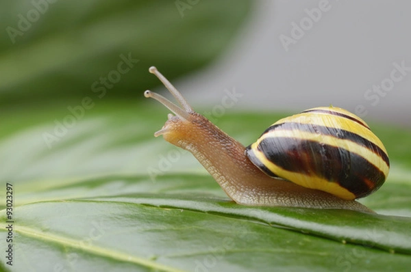 Fototapeta Hain-Bänderschnecke Cepaea nemoralis richtet sich auf