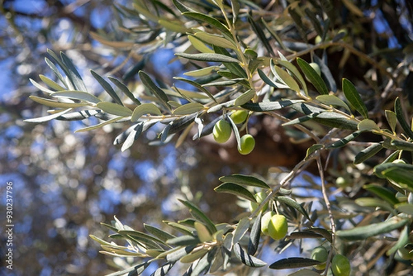 Fototapeta Olives ripening on the olive branch