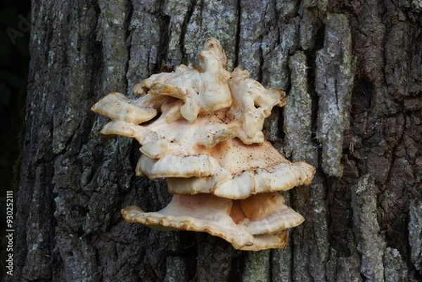 Obraz Champignon parasite arbre