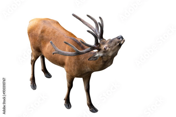 Obraz Red deer isolated on white