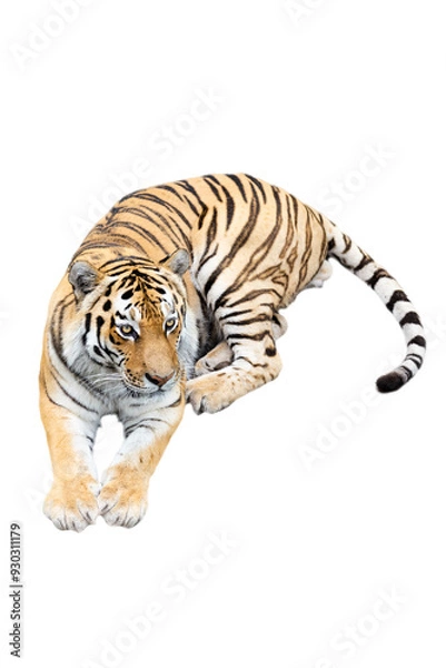 Obraz Amur tiger