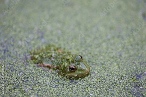 Obraz Gros plan naturel d'une tête de grenouille verte dépassant à la surface d'une mare couverte d'une pellicule composée de petits éléments verdâtres. Batracien dissimulé dans l'eau et couvert de vase. 