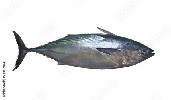 Obraz Mackerel tuna which has a long body, with transparent image.