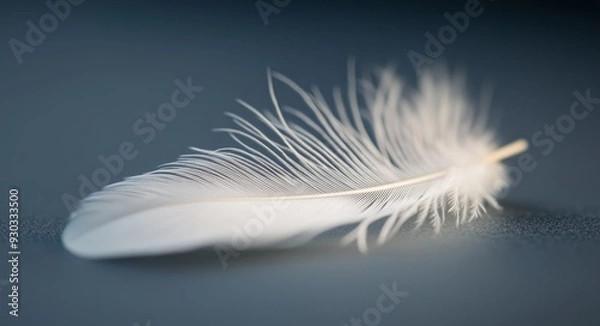 Fototapeta Delicate White Feather
