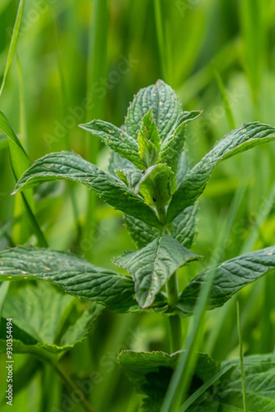 Fototapeta Mentha, also known as mint, used as a spice for tea and flavoring of food and other drinks